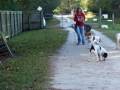 Dog training Introducing the E-collar /Pager collar Dogtra Dog training Introducing the E-collar /Pager collar Dogtra