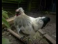 Bantom Cockerel & Chicken; Mr Cockey & Henny Penny