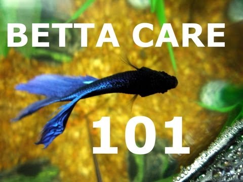 how to take care if a betta fish