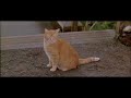 [Video]