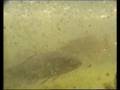Big Tench in Pond / Schleien im Teich [1/1]
