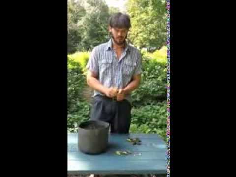 how to fertilize tree peony