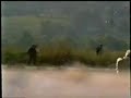 Danbat Dvor 1995, 6 af 9