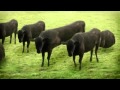 Sapi joget lucu ...! - RyanBordkar Creasi.FLV