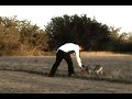 Blue Heeler Playing Frisbee