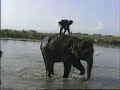 Elephant washing in Nepal\ Elephant washing in Nepal\