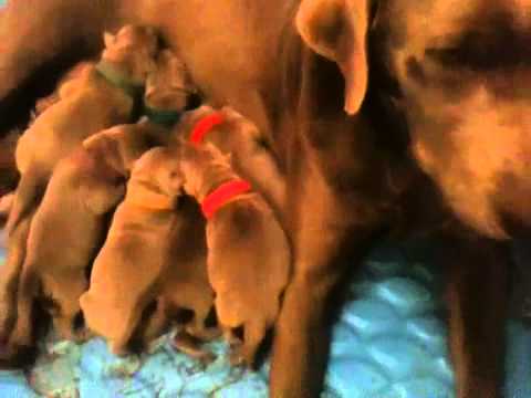 Silver Mist Labradors – Kyla’s Puppies born 12-15-12