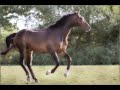 K-Murdock - Crazy Horse