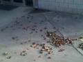 leaves in the wind 2