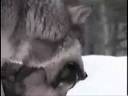 Indiana Wolves.wmv
