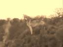videos de Indiana Wolves.wmv