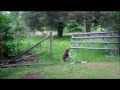 Chicken Coop Transformation PT 5 Defense