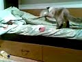 My pussycat its play with ballon