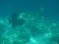 Turtle Video