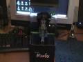 Razer Mamba Final Review