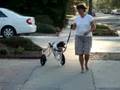 Hendrix gets his wheels!