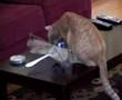 Cat Vs. D...