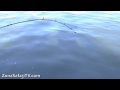 (10-20) Pesca en Itá Ibaté con Lodge Gemelos [Parte 4] Corrientes Argentina - Zona Safari TV