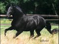 Caballos