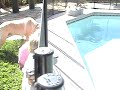 Trying to catch a lizard