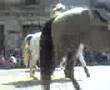 Desfile-en-Morelia-M