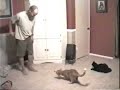 Cat somersaults Cat somersaults