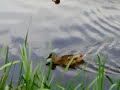 LG KC550 - Duck