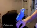 Loro BeatBox