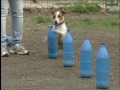 A kutyák kimozgatása, lefárasztása A kutyák kimozgatása, lefárasztása