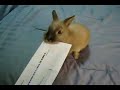 Bunny Letter Opener