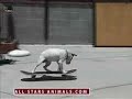 training skateboarding dogs training skateboarding dogs