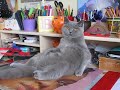 Garfield 2 faule Katze