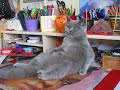 Garfield 2 faule Katze Garfield 2 faule Katze