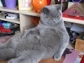 Garfield 2 faule Katze