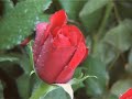 Barry van Vliet - Een bossie rode rozen