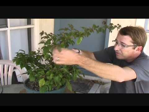how to fertilize deciduous trees