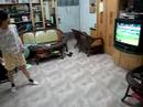 Wii Sport Wii Sport