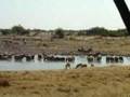 Rush hour at the waterhole