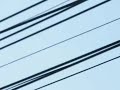 Mokey on the electric cables