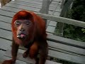 Howler vs Squirrel Monkeys Howler vs Squirrel Monkeys