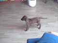 Rhodesian Ridgeback Ebo vor dem Spiegel