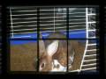 BunnyCam101: BunniesRock!