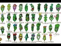HIP-HOP español Predikador FUMO MARIHUANA HIP-HOP español Predikador FUMO MARIHUANA