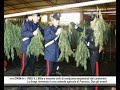 Mille e trecento chili di marijuana sequestrati in un’azienda agricola di Francica