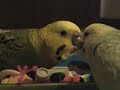 Chi-Chi doesn't like sharing his toys with Mike Chi-Chi doesn't like sharing his toys with Mike