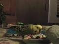 Chi-Chi doesn't like sharing his toys with Mike
