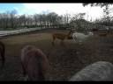 Alpaca Farm (Nov, 2008) Alpaca Farm (Nov, 2008)