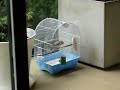 canario roller/ roller canary