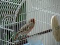 Canario Roller/ Roller canary Canario Roller/ Roller canary