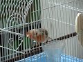canario roller/ roller canary